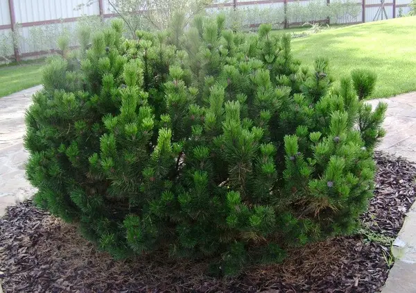 pinus_mugo_mughos3