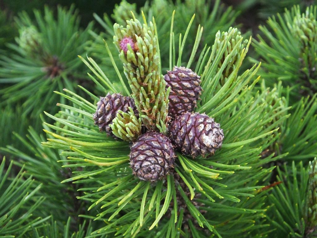 pinus_mugo_mughos6