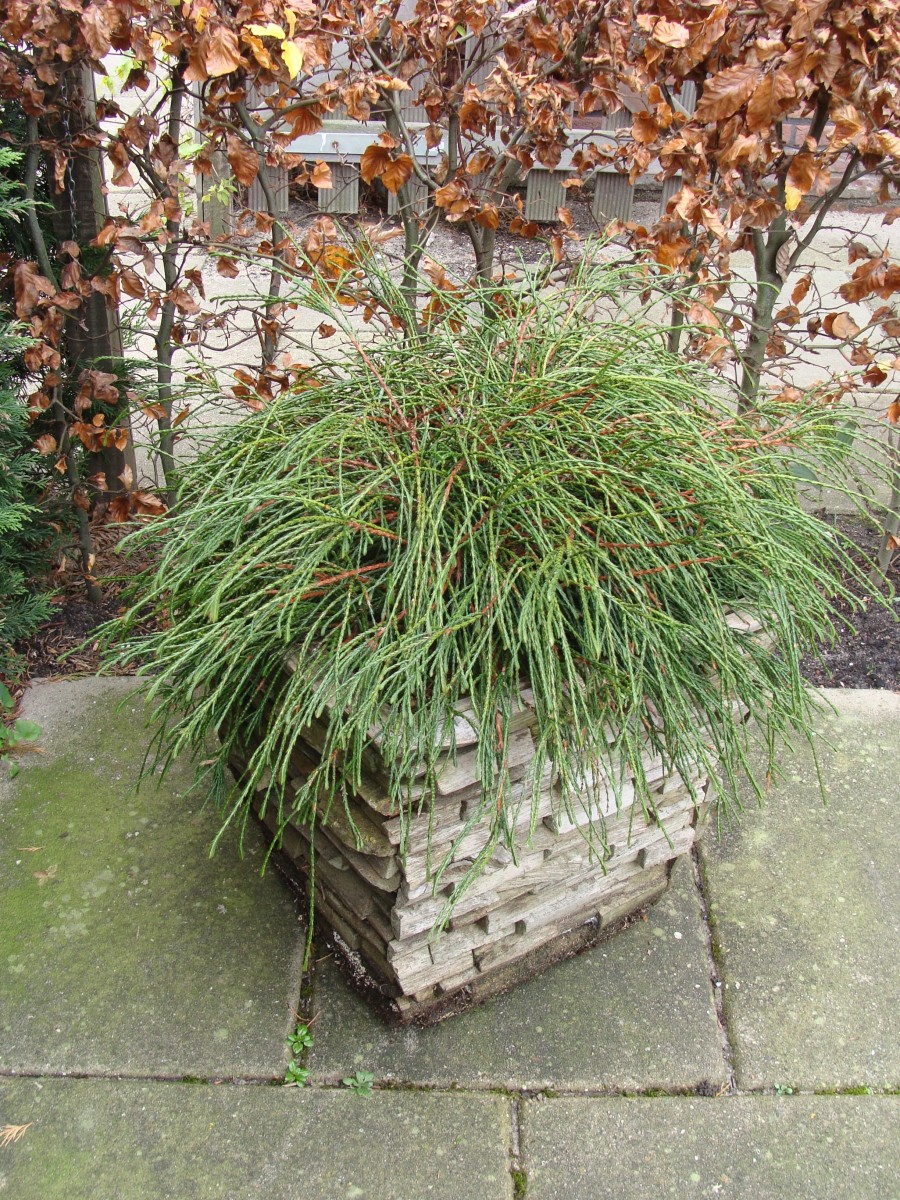 thuja_whipcord1