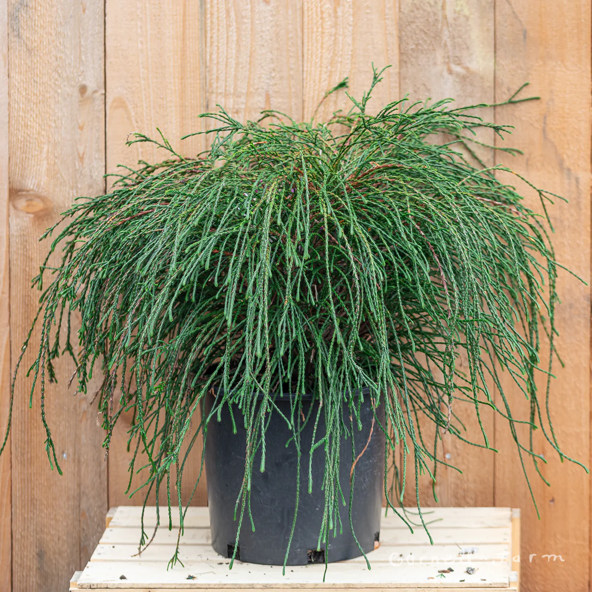 thuja_whipcord2