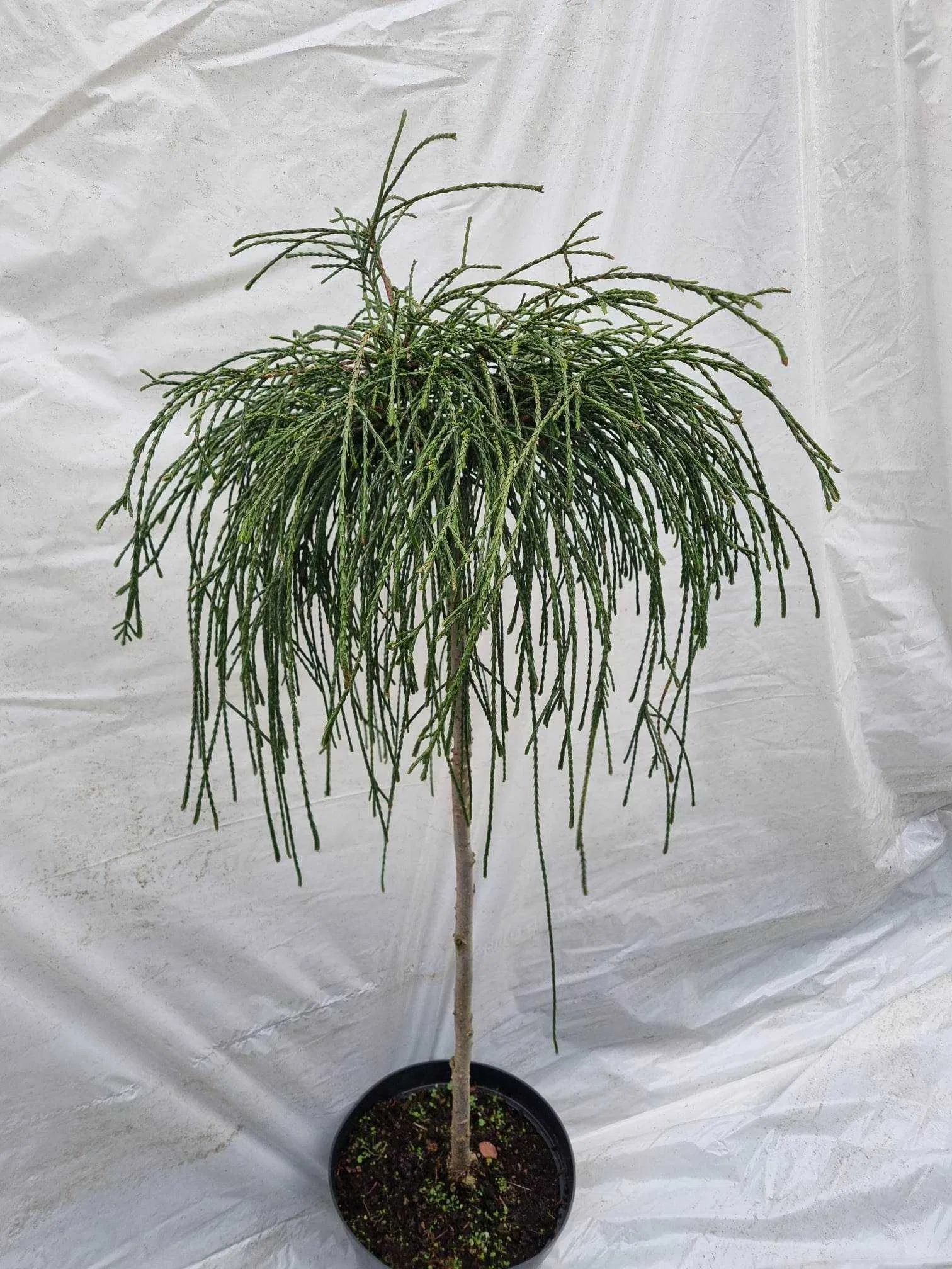 thuja_whipcord3