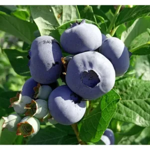 Лохина високоросла Bluecrop