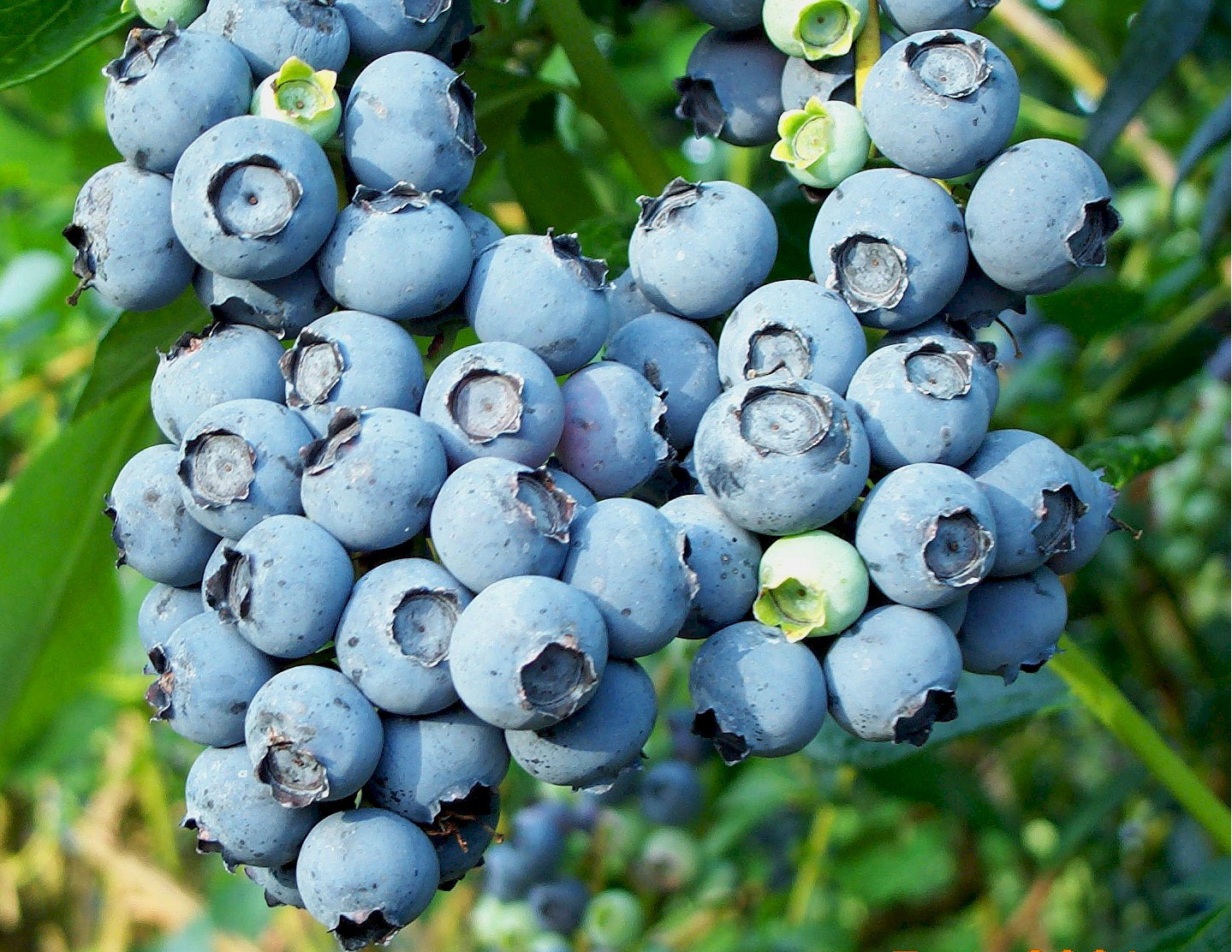 vaccinium_bluecrop1