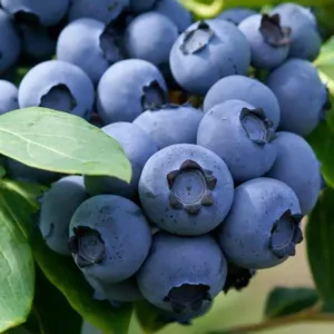 Лохина високоросла Brigitte Blue