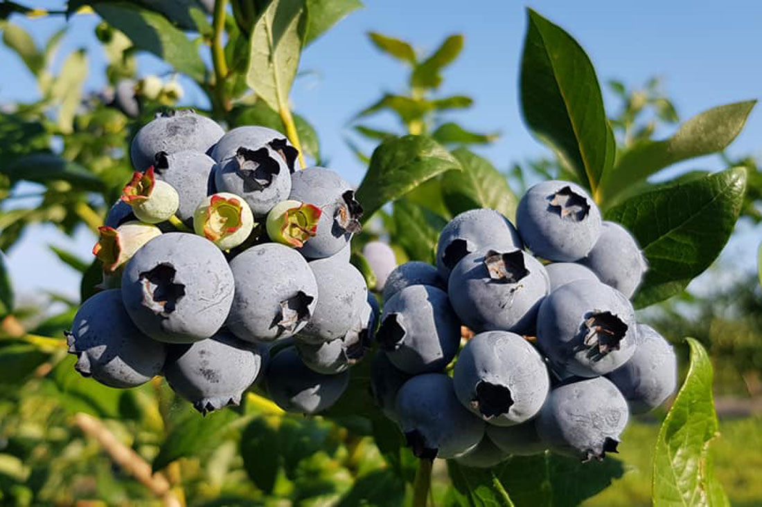 vaccinium_duke1