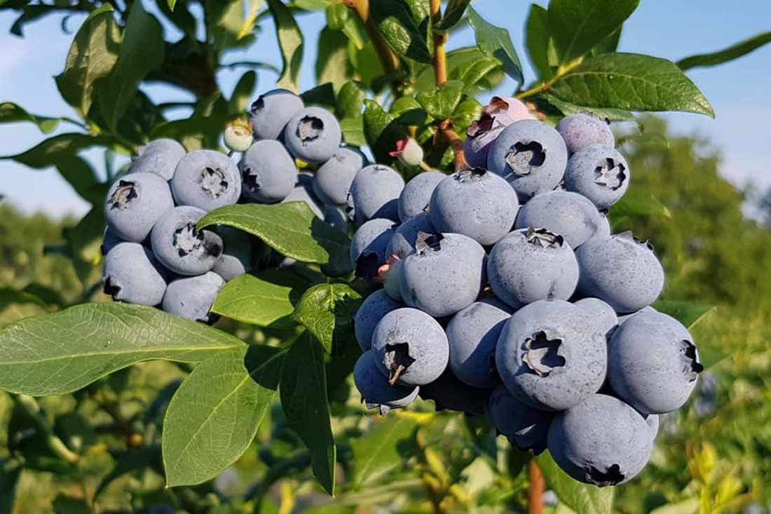 vaccinium_toro1