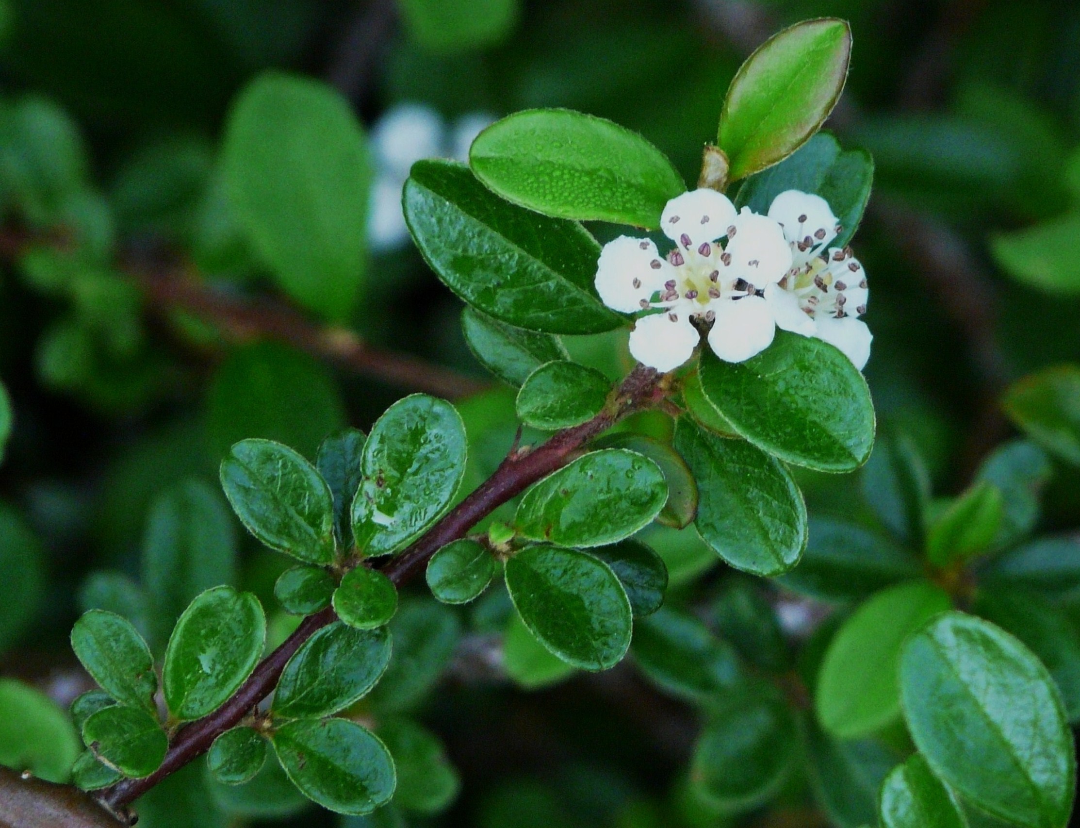 Cotoneaster_dammeri_(22)