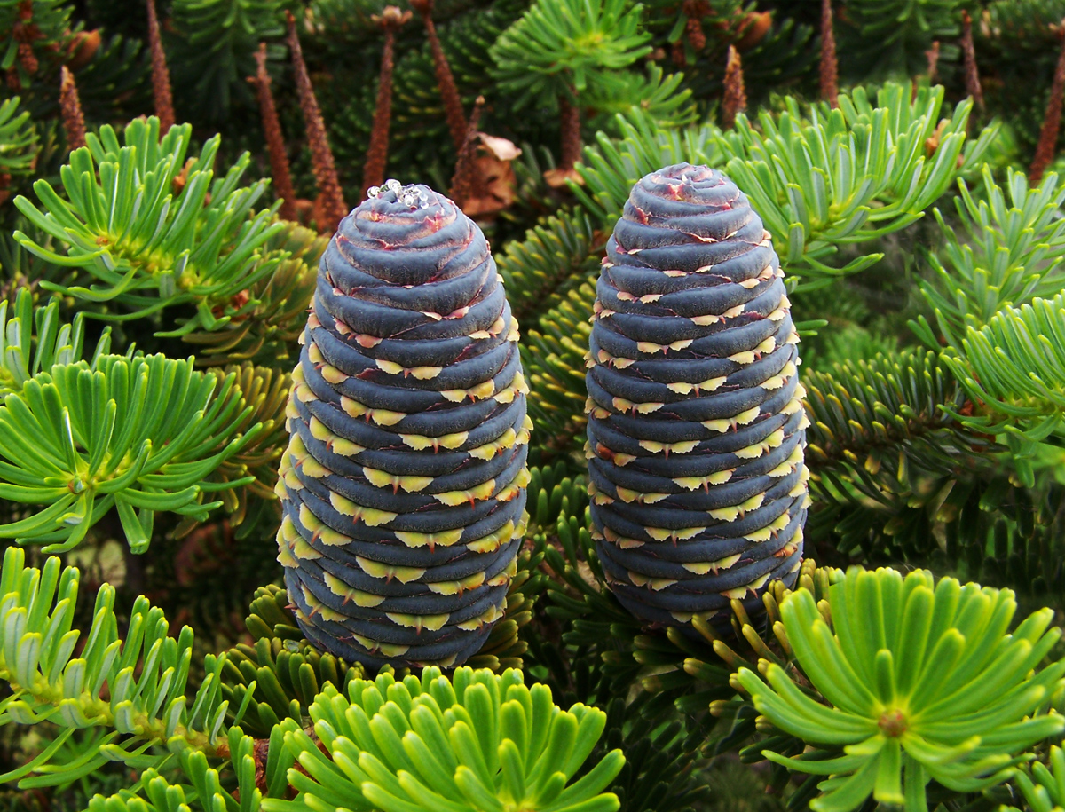 abies_koreana