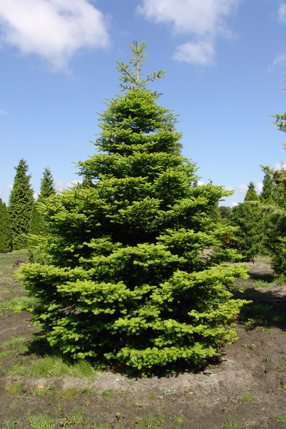 abies_koreana1