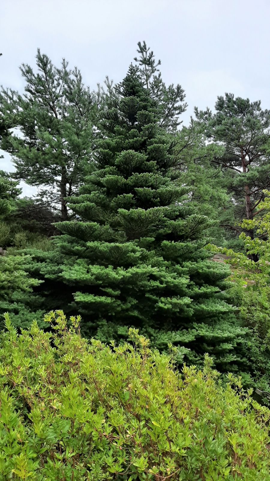 abies_koreana3