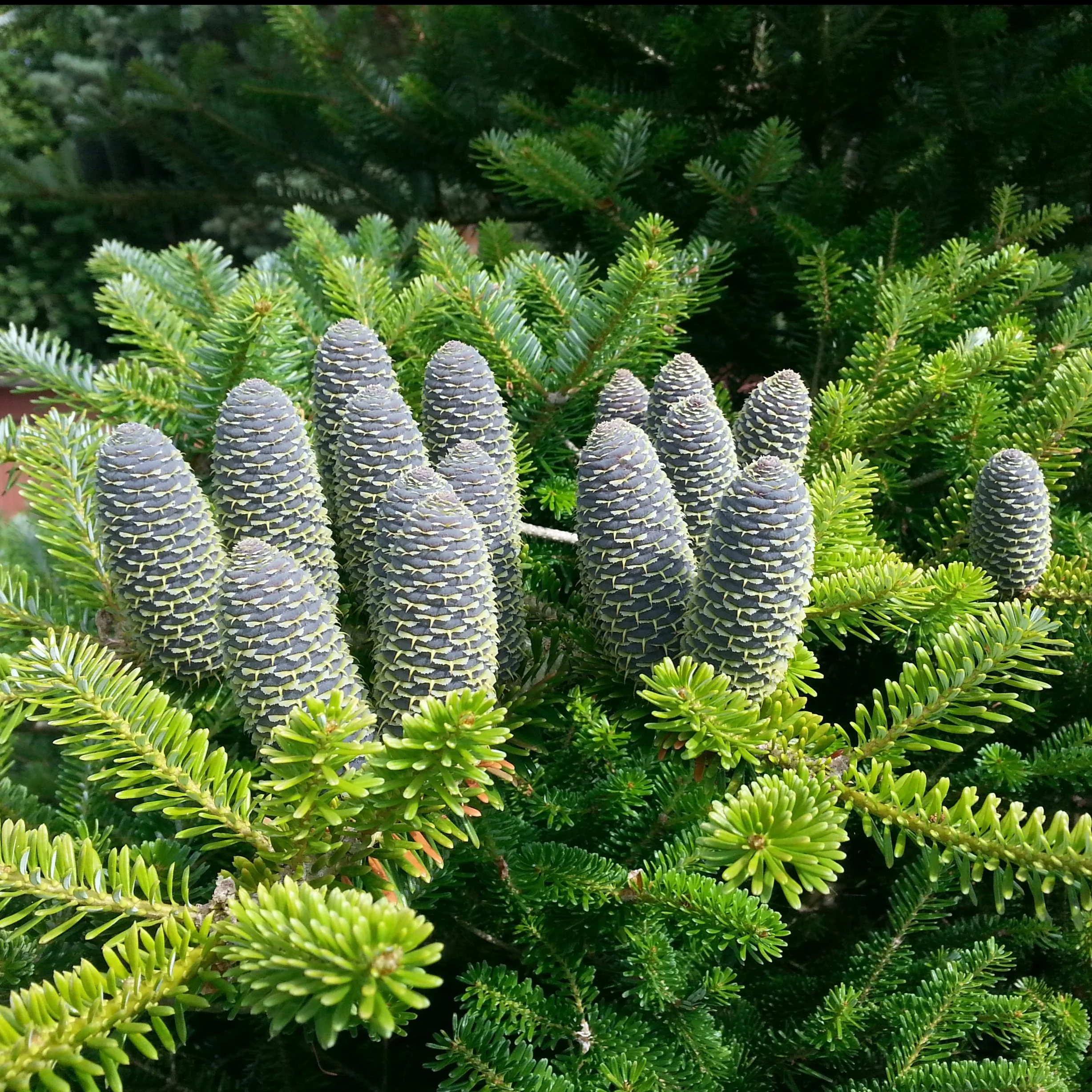 abies_koreana4