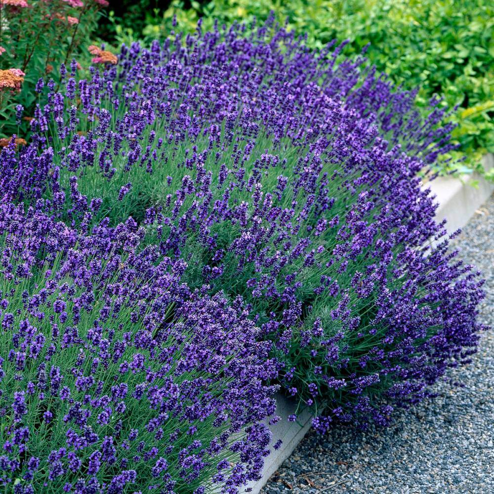 lavandula_hidcote_blue1
