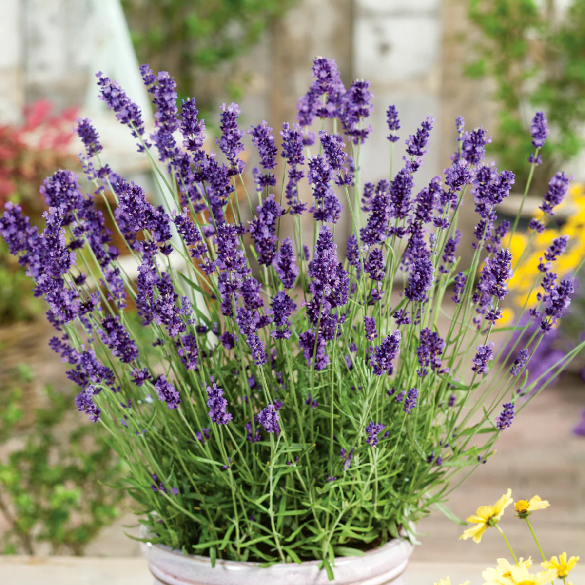 lavandula_hidcote_blue2