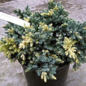 Ялівець лускатий Floreant