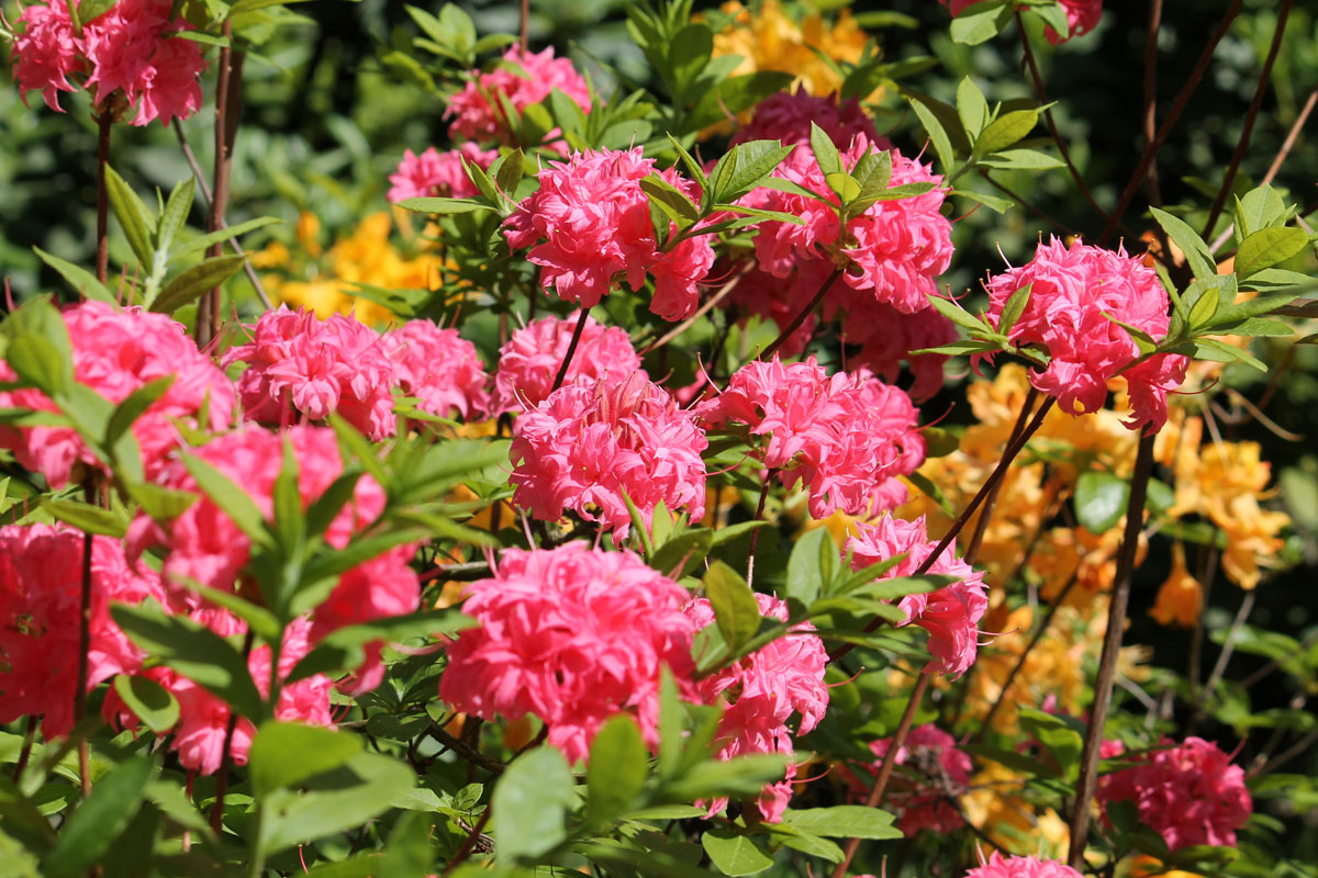 Rhododendron_Homebush_2