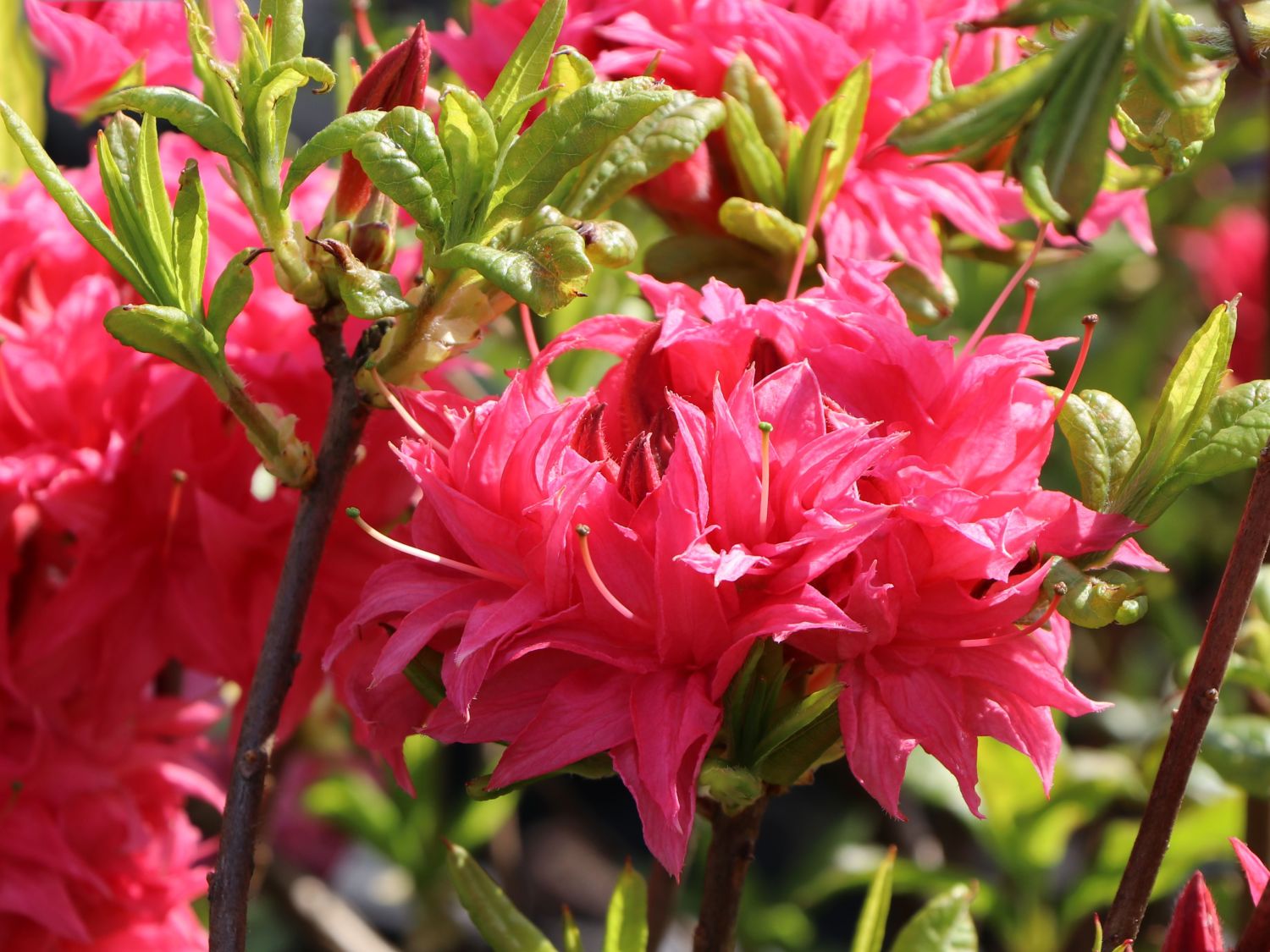 Laubabwerfende Azalee ‘Homebush’ – Rhododendron luteum ‘Homebush’