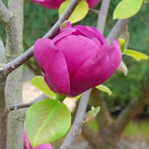 Магнолія гібридна Black Tulip