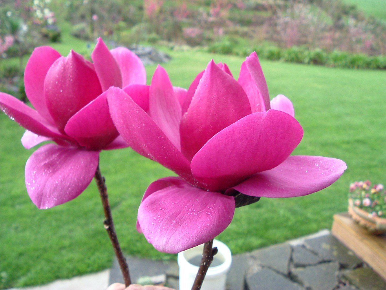 magnolia_cleopatra