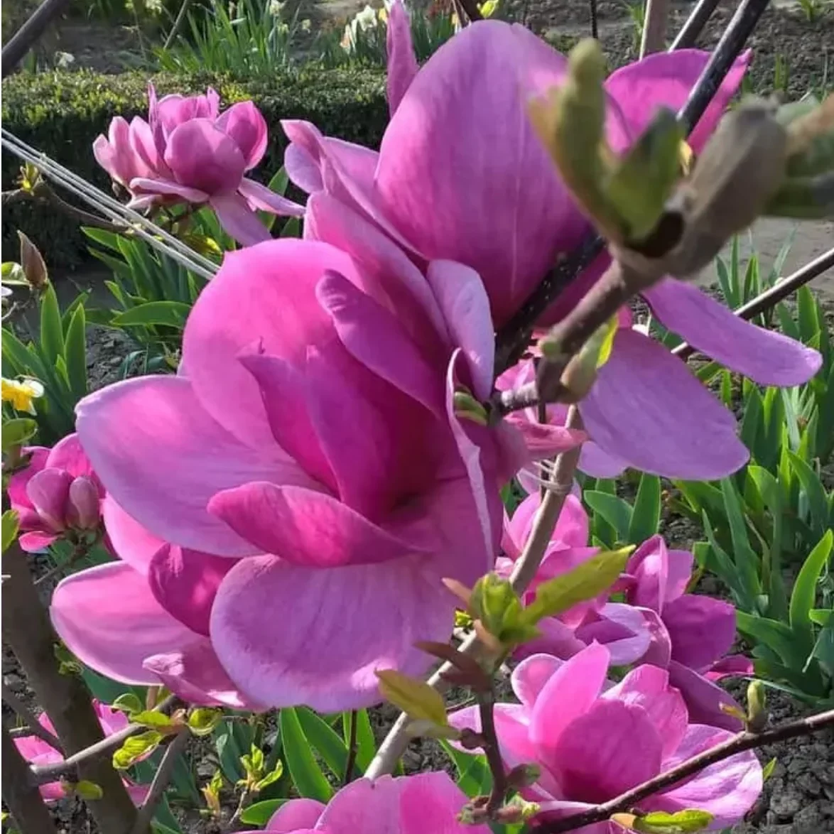magnolia_cleopatra1