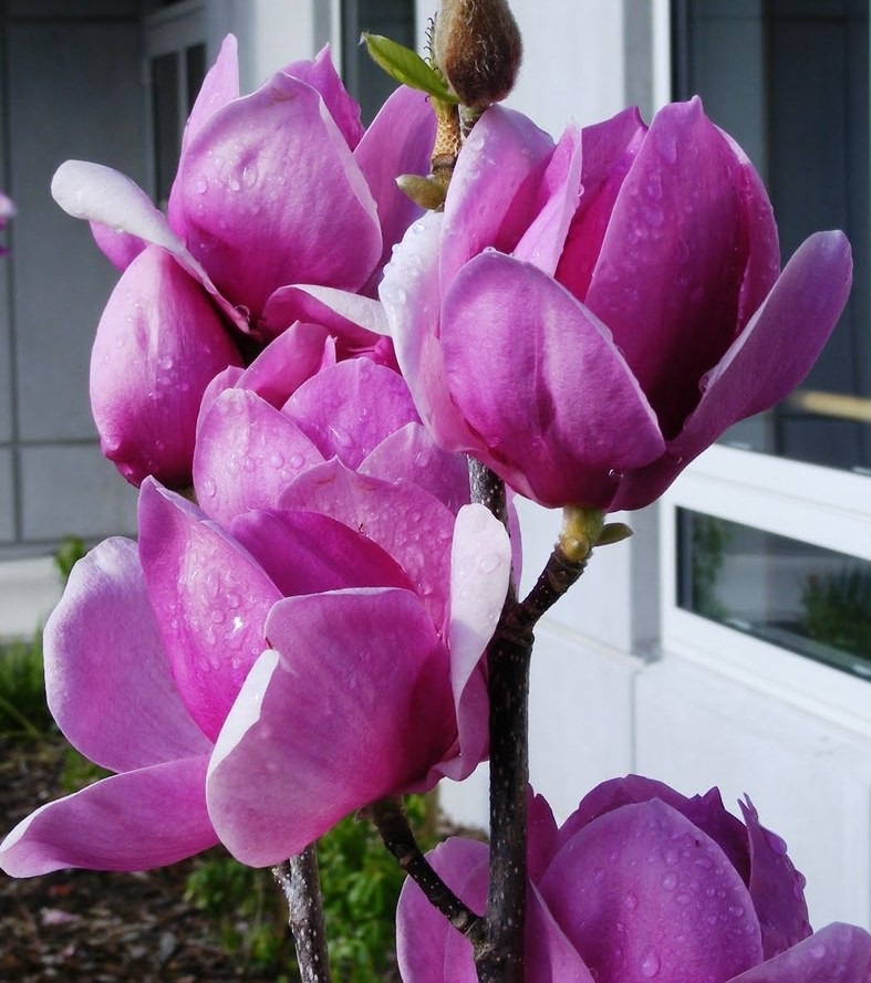 magnolia_cleopatra2