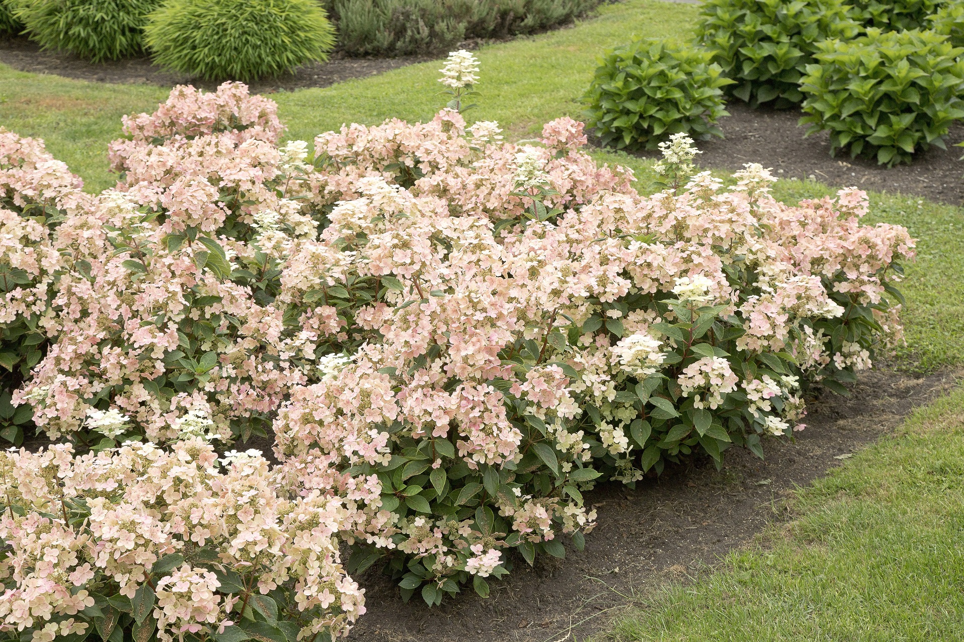 KVBC-Award-Hydrangea-paniculata-Breg14-POLESTAR_PaP001