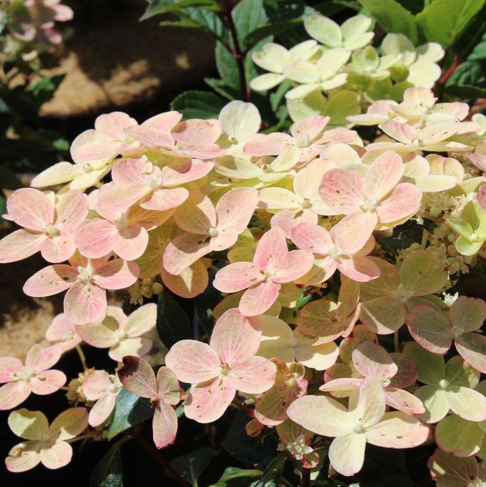 hydrangea-paniculata-polestar-3-litre-2617-p