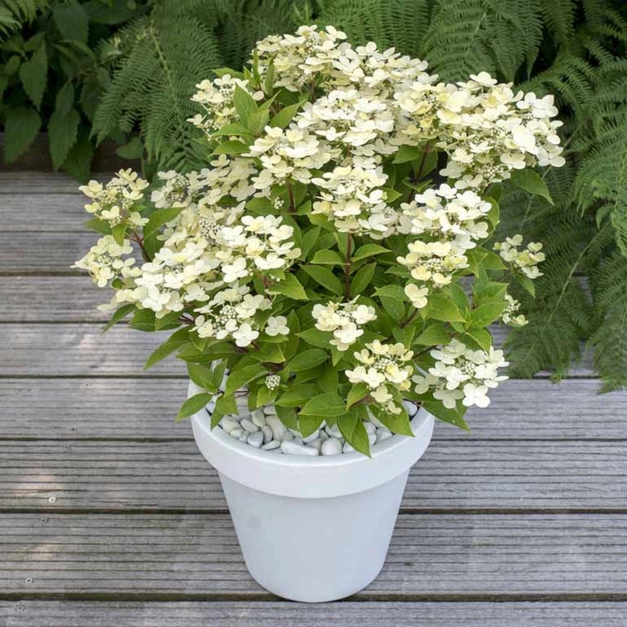 hydrangea_paniculata_polestar_bugas_hortenzia
