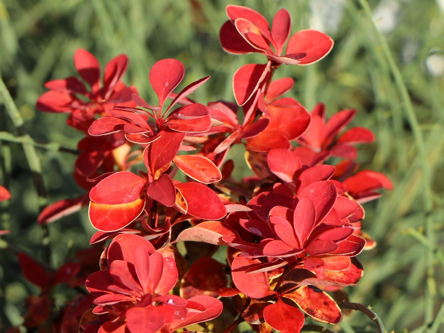 Berberitze ‘Orange Ice’ – Berberis thunbergii ‘Orange Ice’