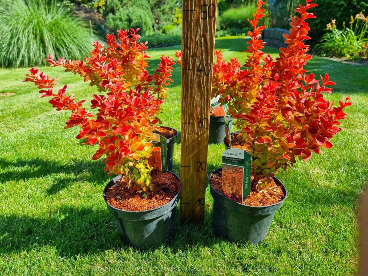 berberis_orange_ice3