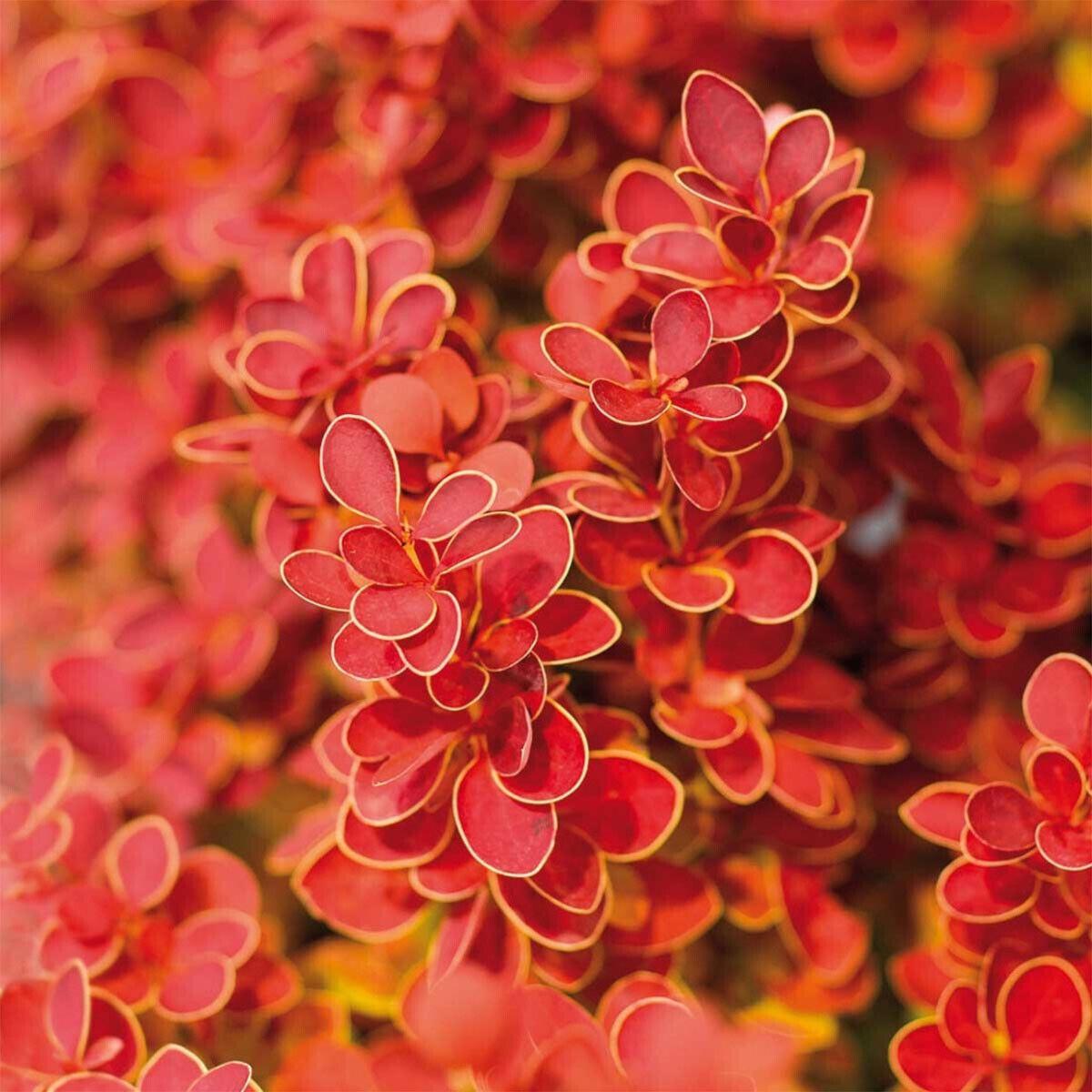 berberis_orange_ice4