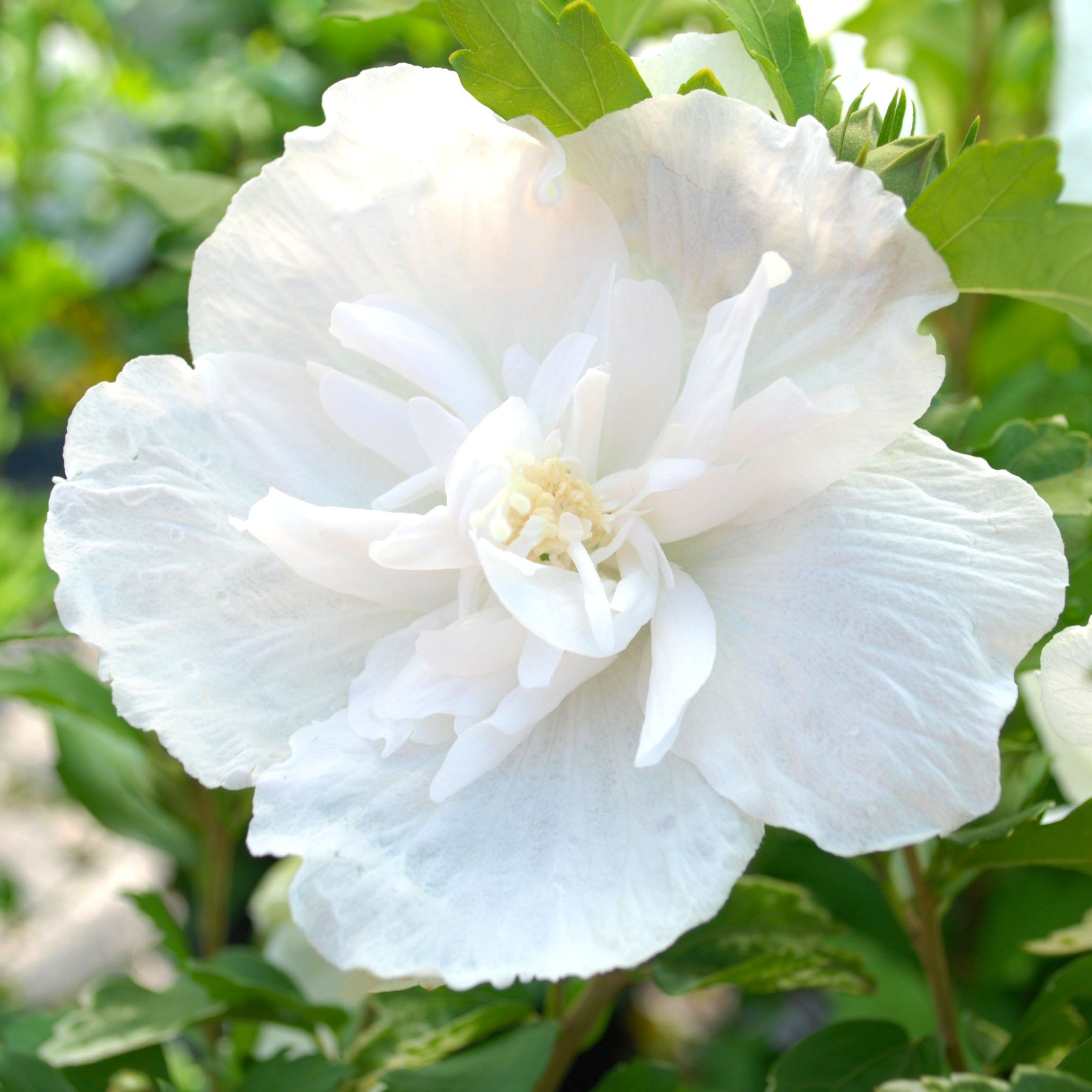 hibiscus_white_chiffon