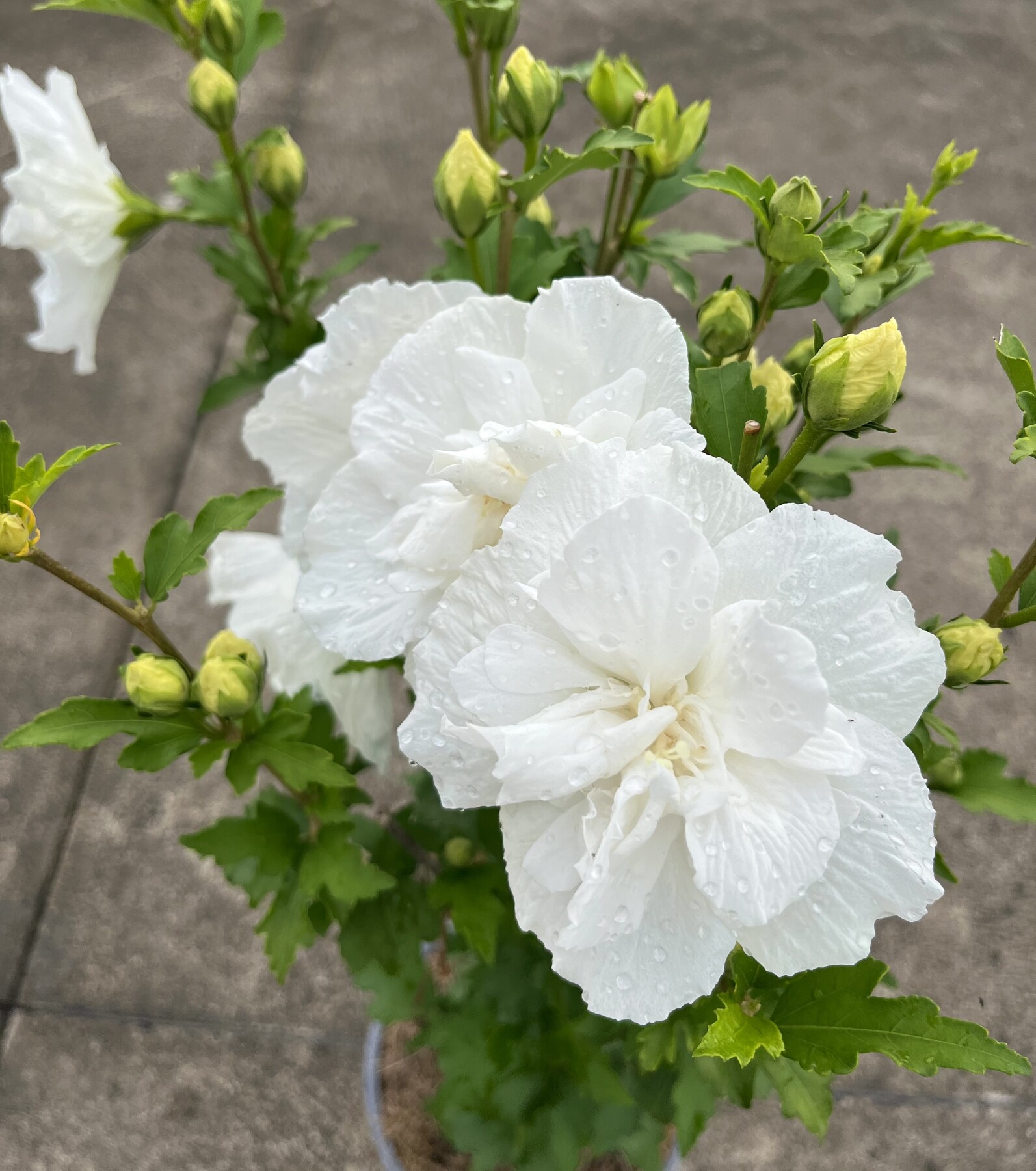 hibiscus_white_chiffon1