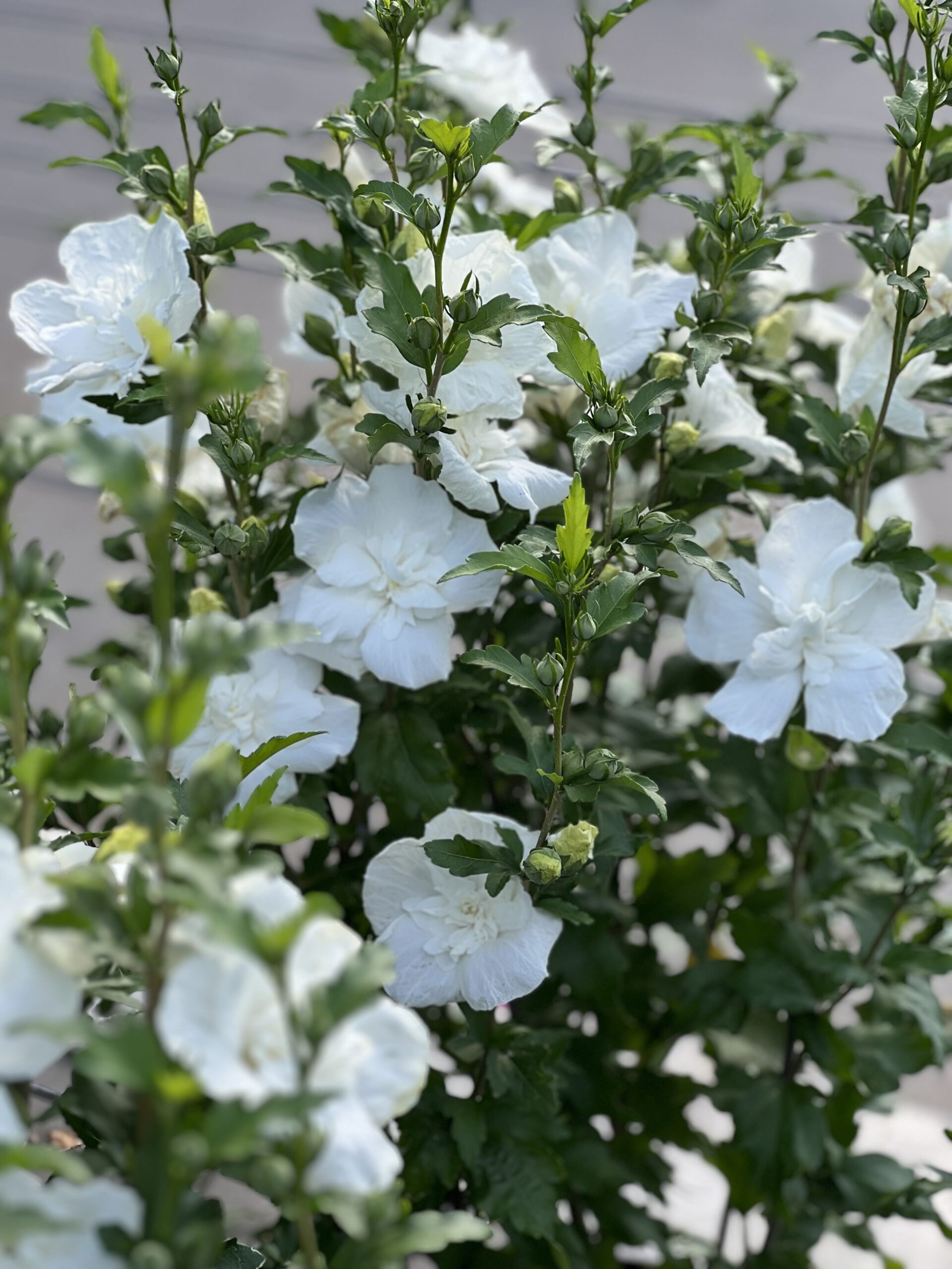 hibiscus_white_chiffon2