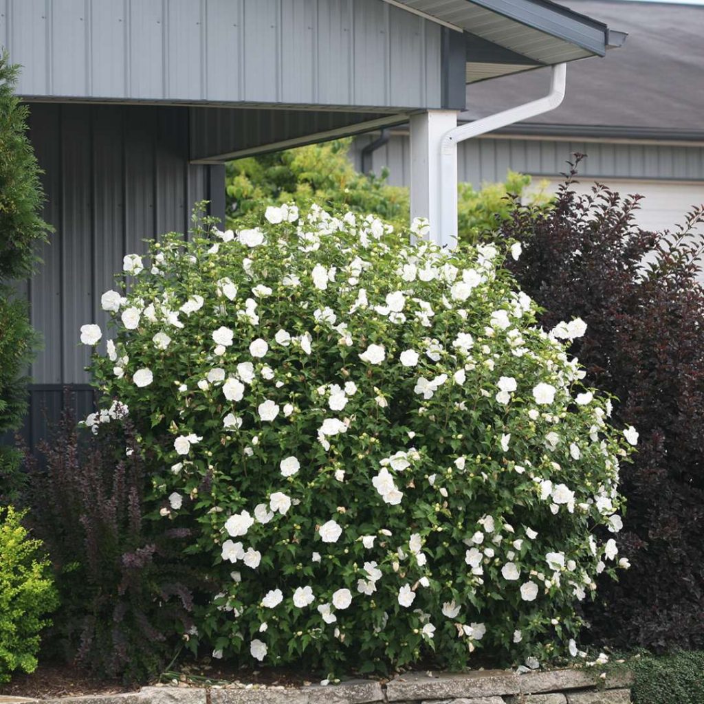 hibiscus_white_chiffon3