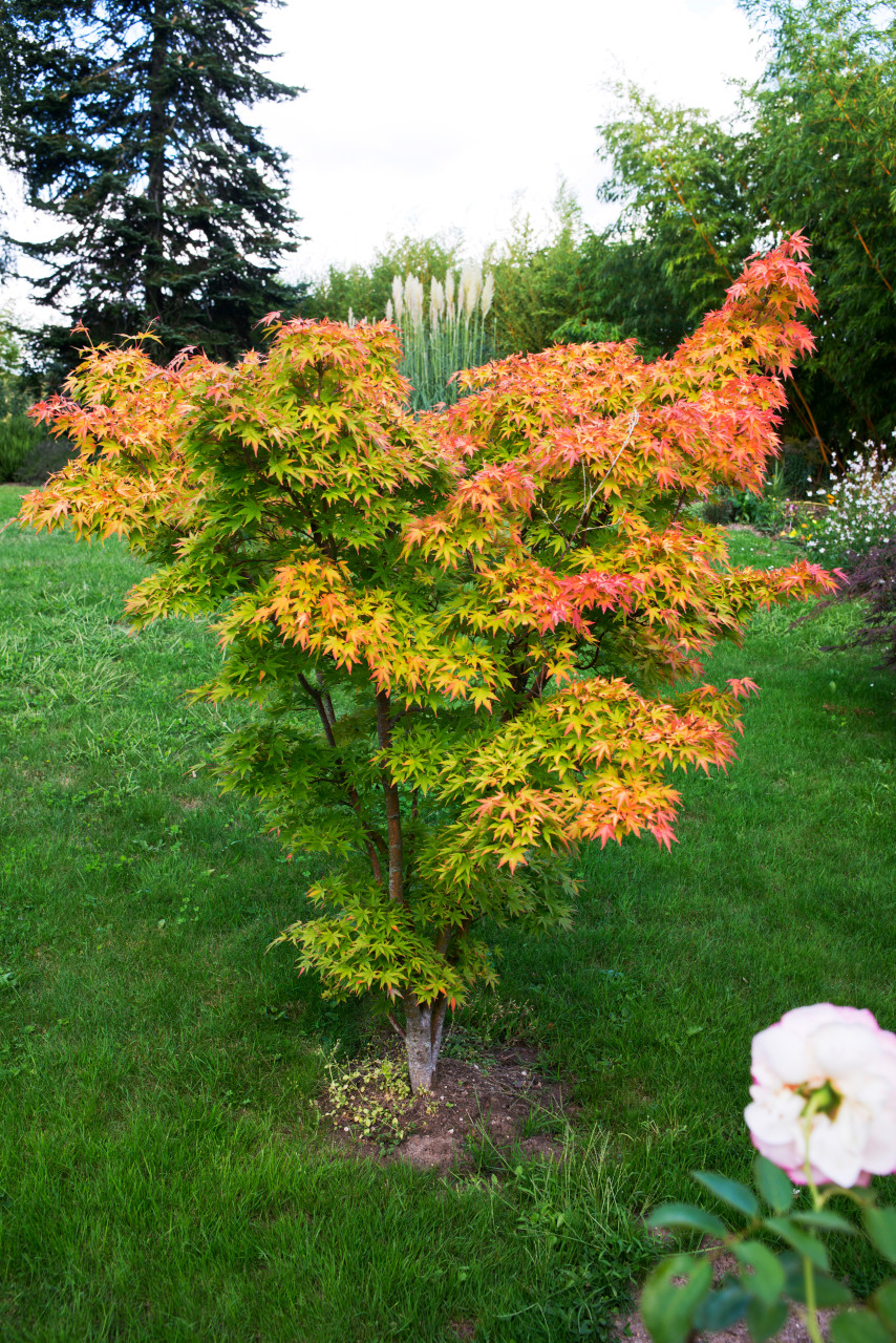 Acer_palmatum_orange_dream2