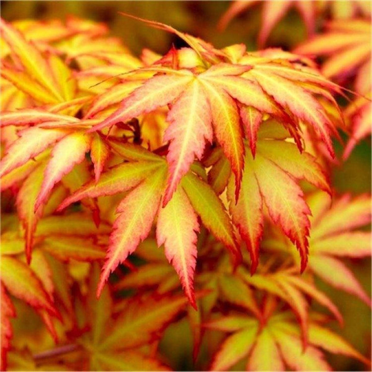 Acer_palmatum_orange_dream5