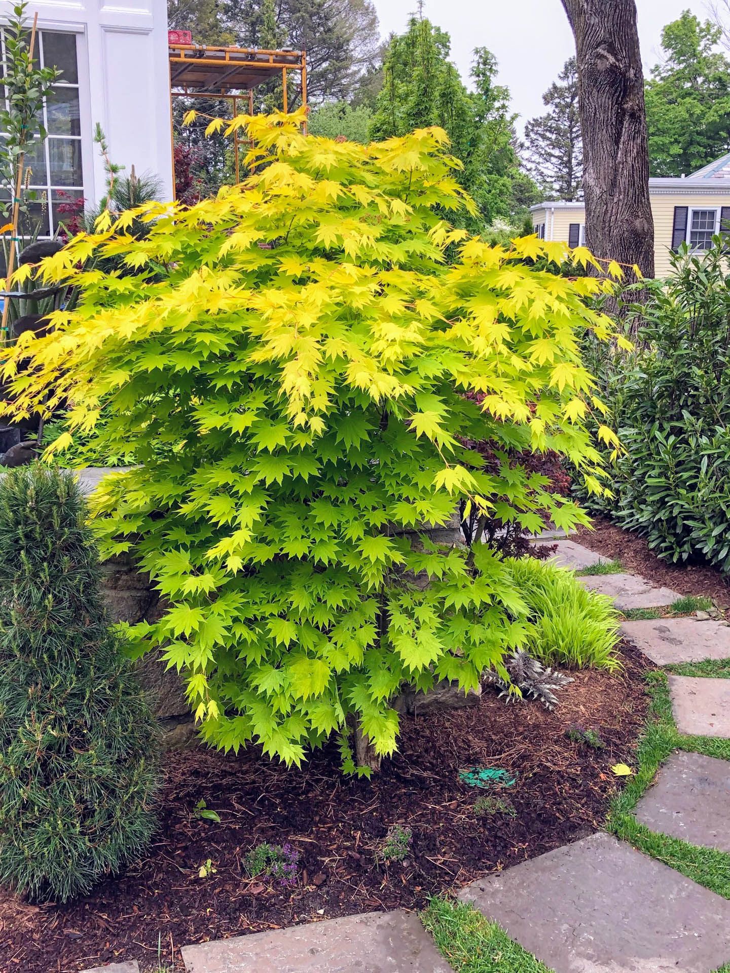 acer_aureum