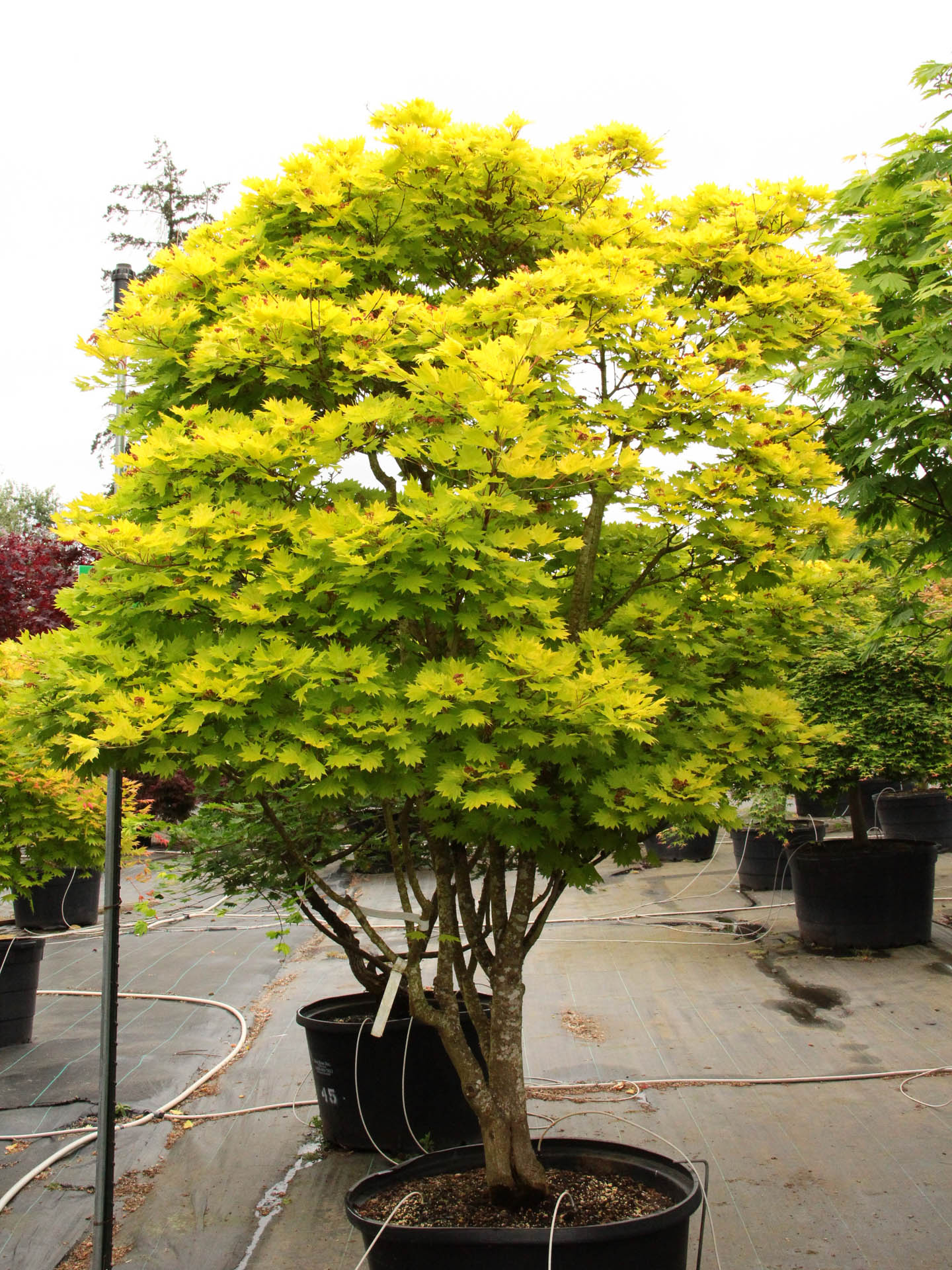 acer_aureum1