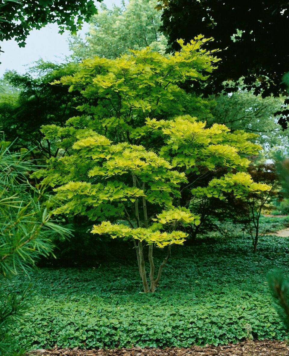acer_aureum3