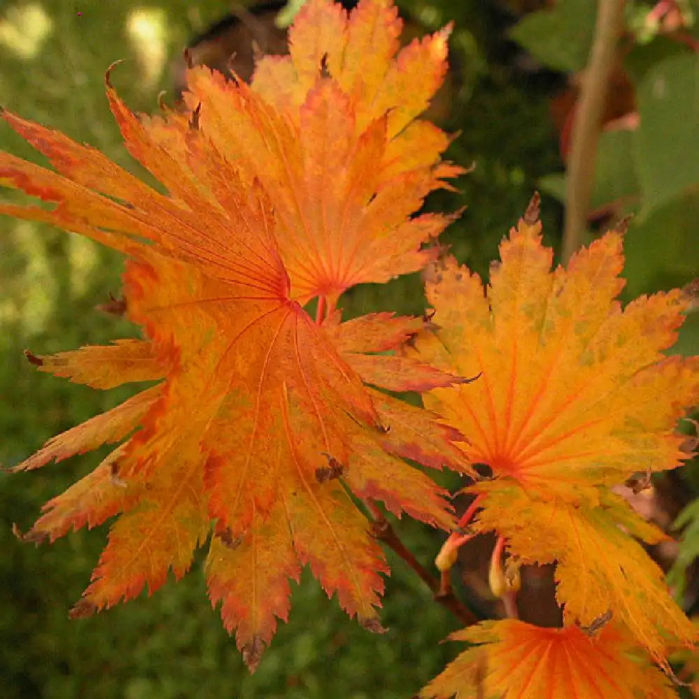 acer_aureum6