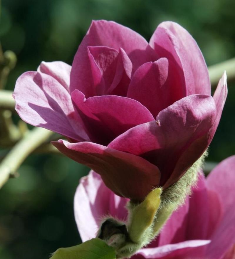 magnolia_ians_red