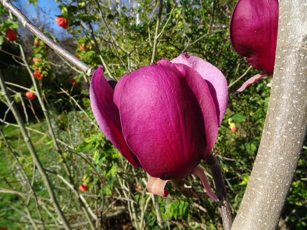 magnolia_ians_red1