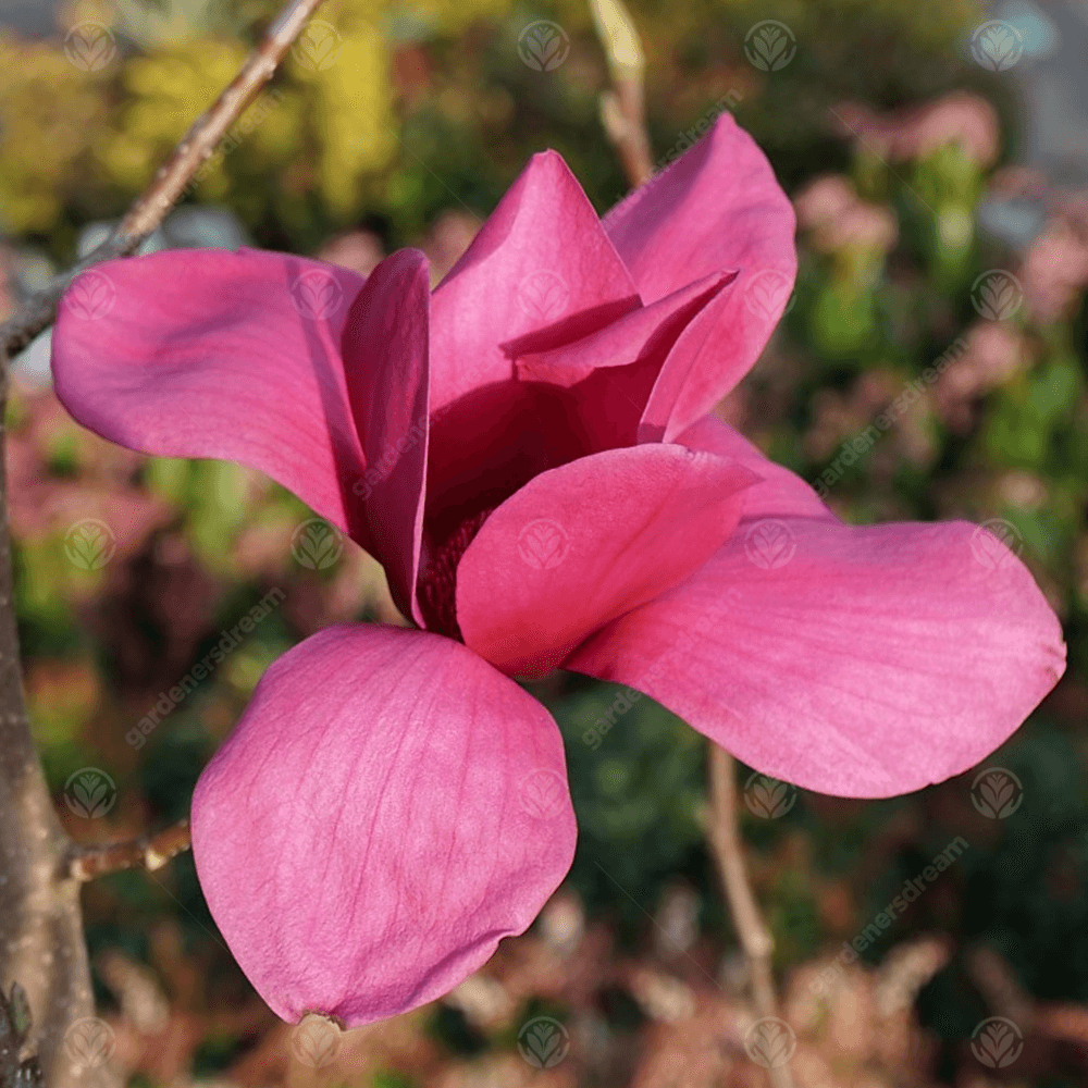 magnolia_ians_red2