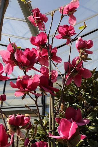 magnolia_ians_red3