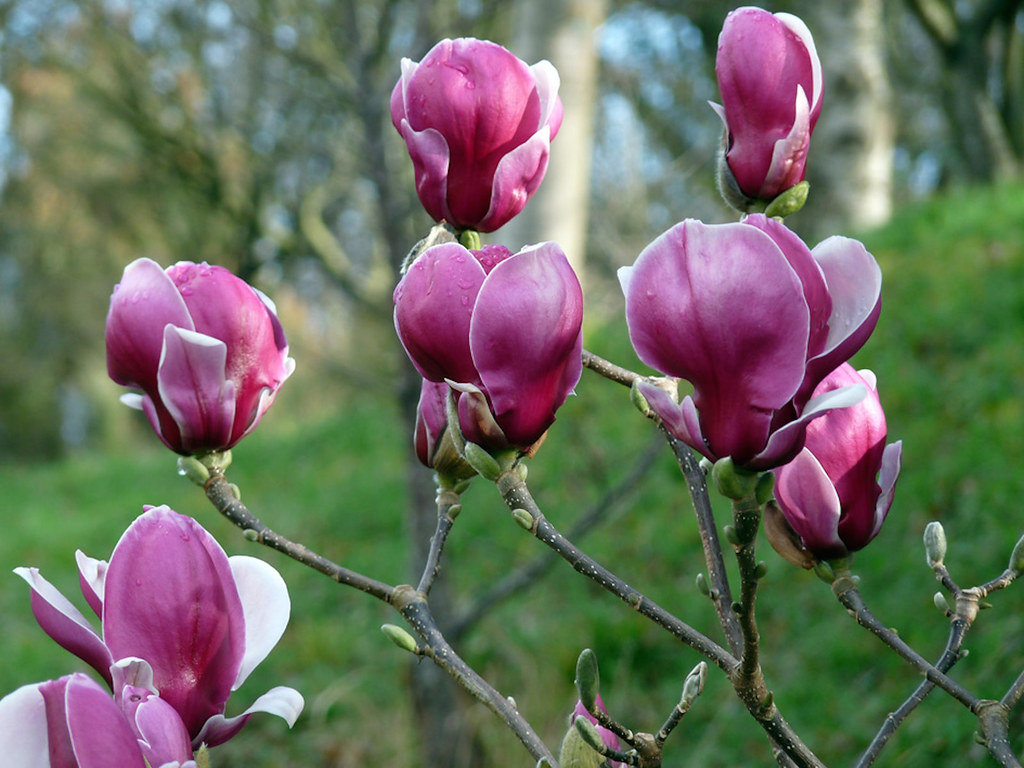 magnolia_pickards_ruby1