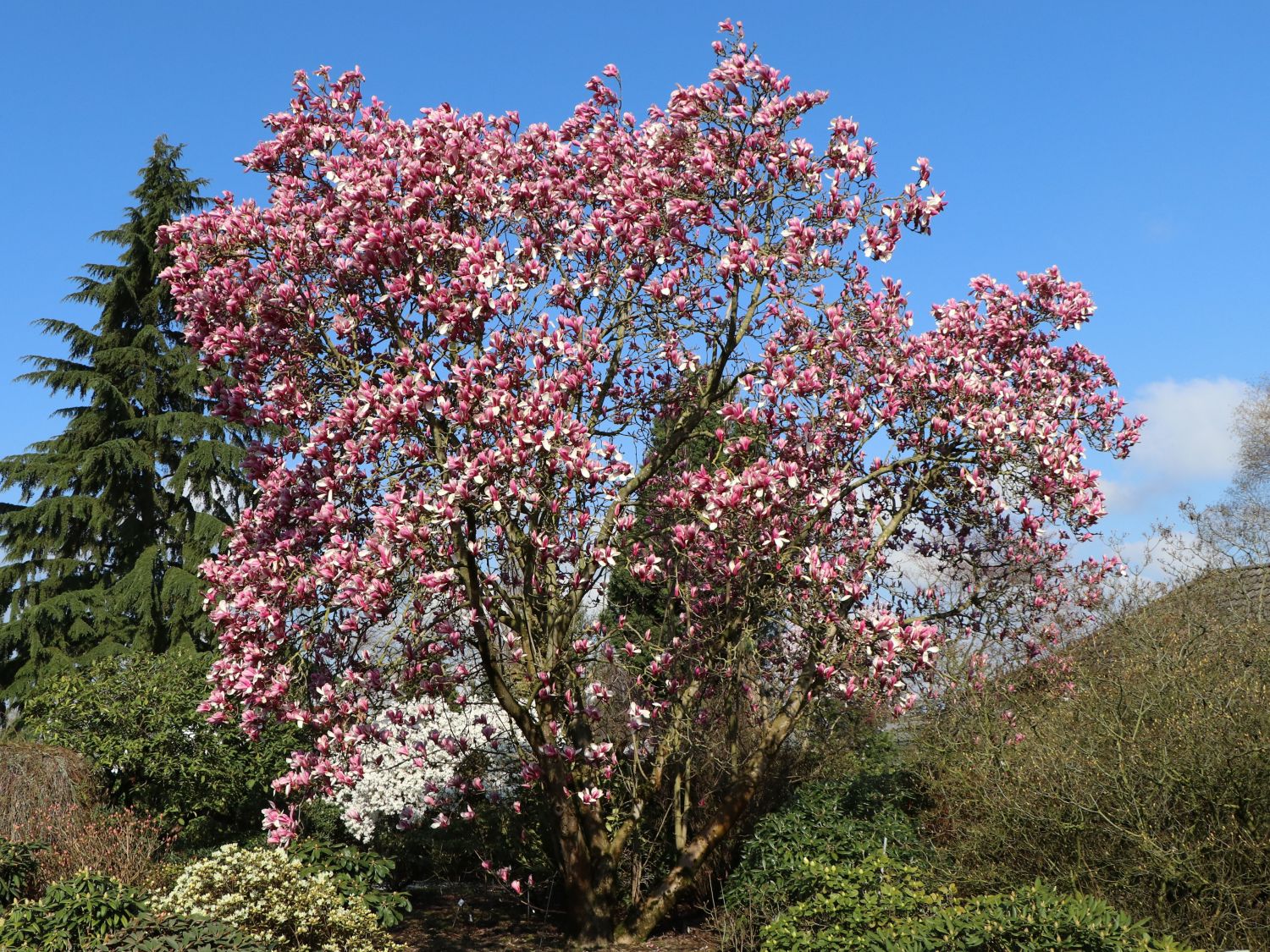 Tulpen-Magnolie ‘Pickard’s Schmetterling’ – Magnolia soulangiana ‘Pickard’s Schmetterling’