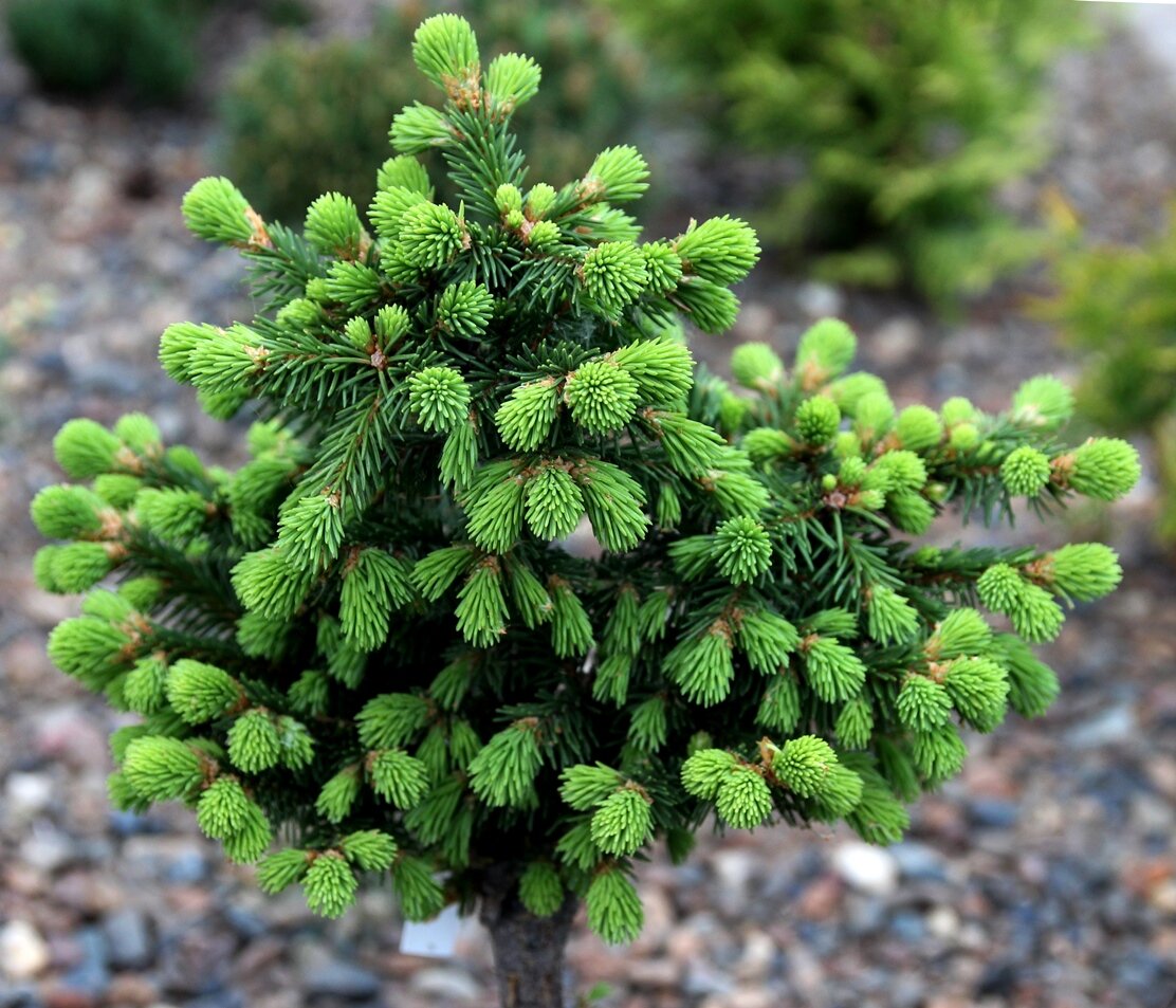 Picea_abies_Medusa1