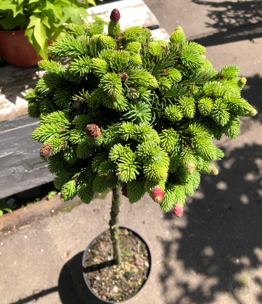 Picea_abies_Medusa2