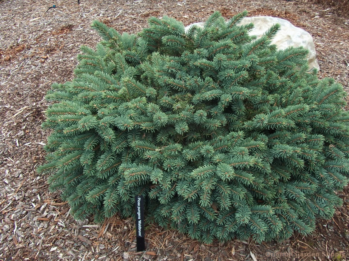 Picea_pungens_Waldbrunn1