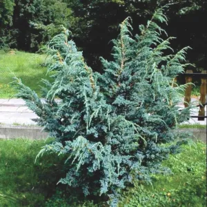 Ялівець китайський Meyeri